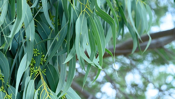Tel-Aviv University. Améliorer le processus de clonage naturel des plantes pour stimuler l’agriculture mondiale.