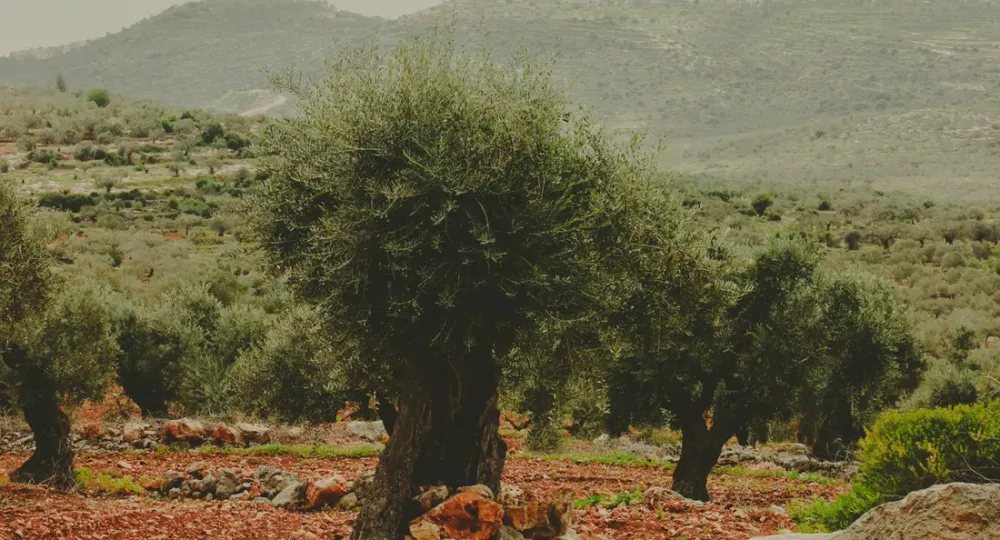 La production d’huile d’olive en Israël menacée par les intempéries et la guerre.