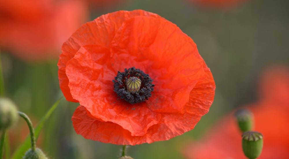Covid-19, vaccins et tapis de coquelicots. Les israéliens sont incroyables!