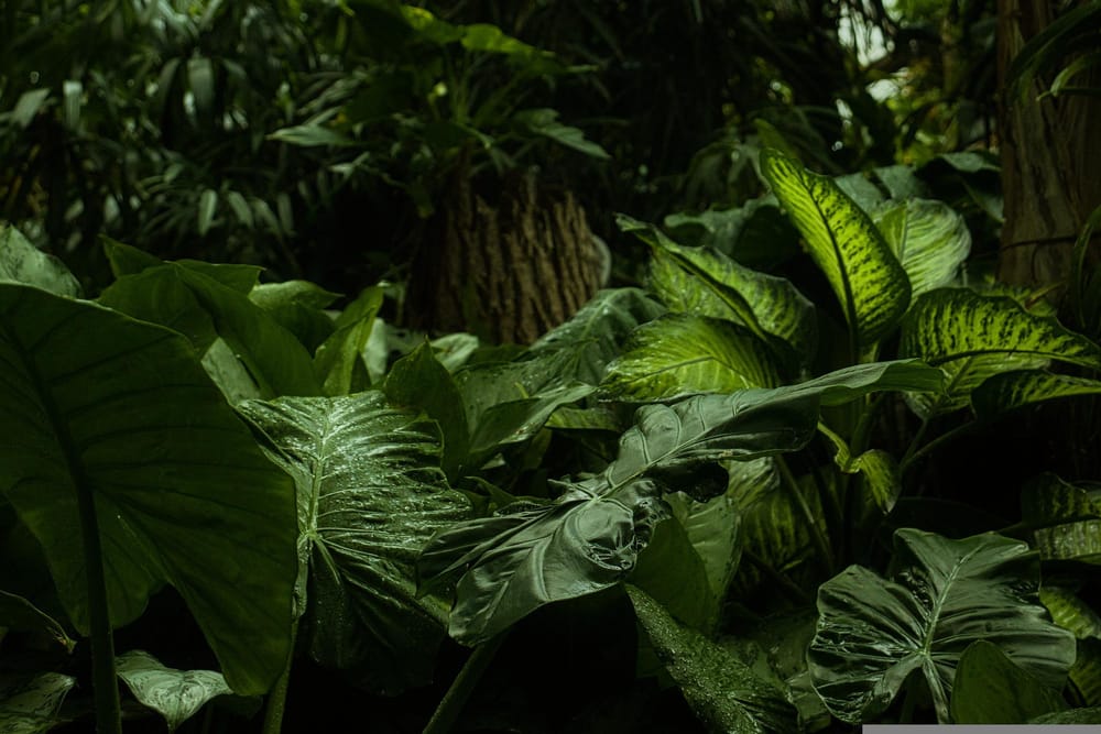 La startup israélienne Tomgrow. Une révolution dans le monde des plantes.