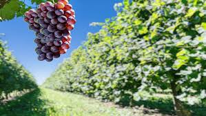 C’Israël. Un lien génétique trouvé entre les raisins de cuve modernes et les variétés anciennes.