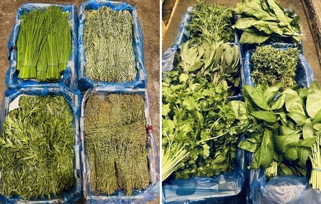 Les herbes d’Israël rencontrent un beau succès en Allemagne.
