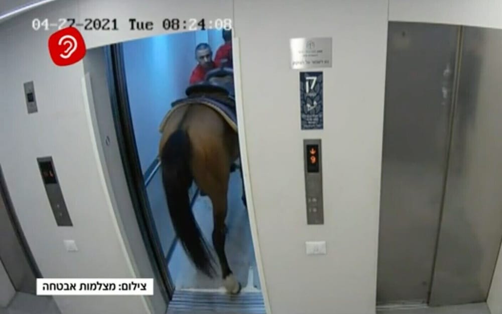 Tel-Aviv. Incroyable… Un cheval entre dans un ascenseur dans un bel immeuble.