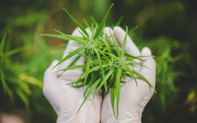 Première exportation de graines de cannabis israéliennes.