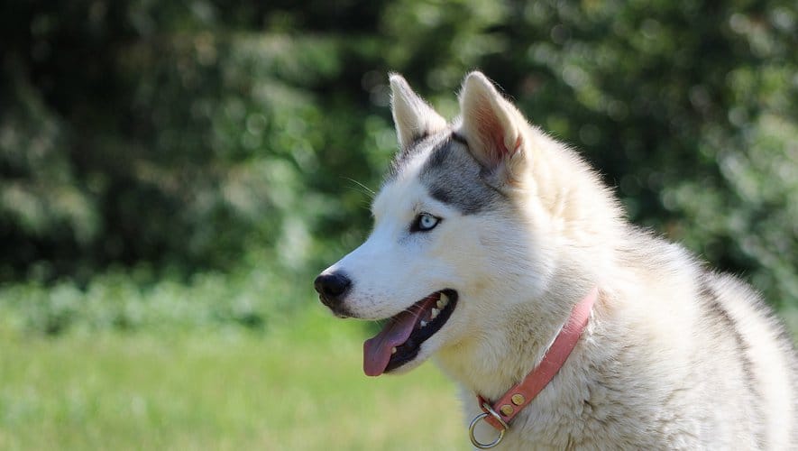 Les propriétaires de chiens vont-ils payer 3 500 shekels/an, et par chien?