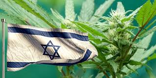 Le cannabis génétiquement modifié par des scientifiques israéliens pour être plus résistant.