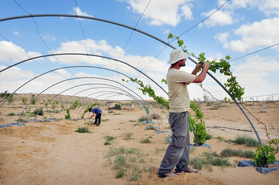 Innovation et Kibboutz, N°19. Hatzerim. Netafim, une aventure extraordinaire. Les « Enfants de Tehéran ».