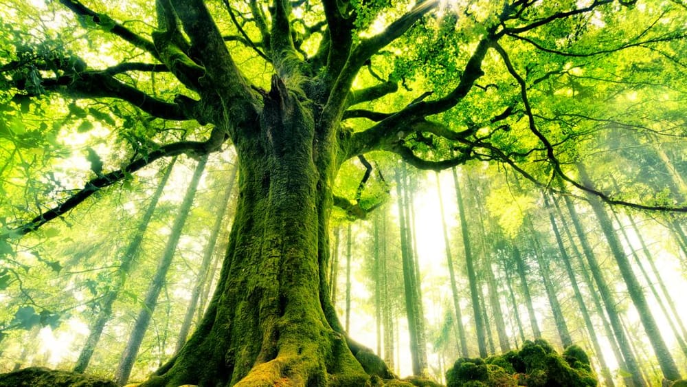 Le chiffre du Jour. Dans le monde 30% des arbres sont en danger. Et en Israël?