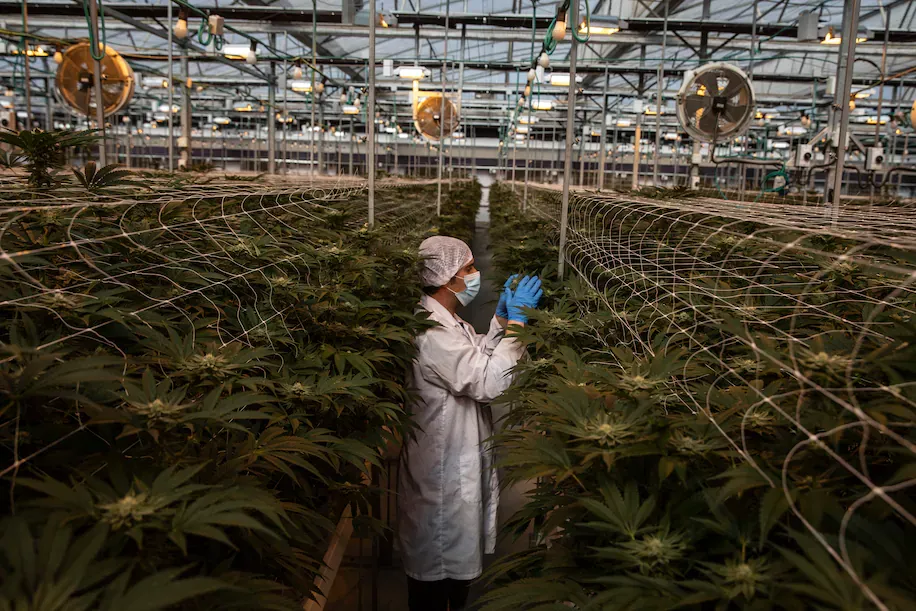 Menacés depuis plusieurs années, les kibboutzim misent sur la marijuana médicale.