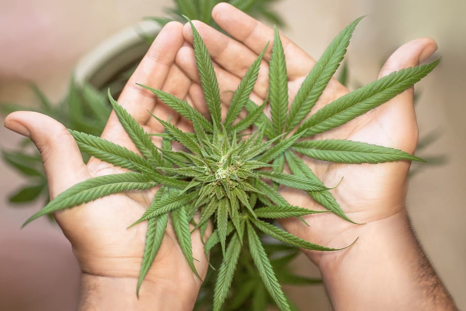 Cannabis médical. Croissance et profits au rendez-vous pour Panaxia (Israël)