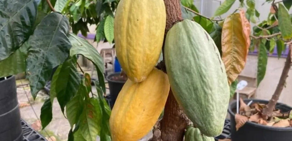 La startup israélienne Celleste Bio cultive des fèves de Cacao en laboratoire.