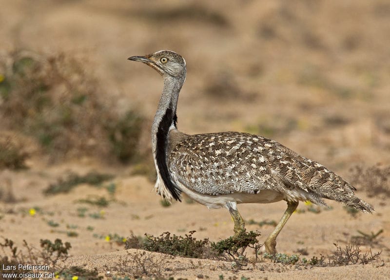 Incroyable! Israël & Emirats et… protection d’un oiseau du désert.