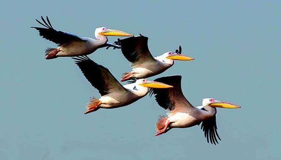 L’École de zoologie de l’Université de Tel-Aviv. Le problème des migrations d’oiseaux en temps de guerre.