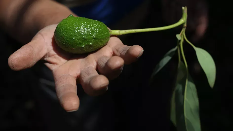 Mangez des avocats d’Israël. Risques cardio-vasculaire et maladie coronarienne.