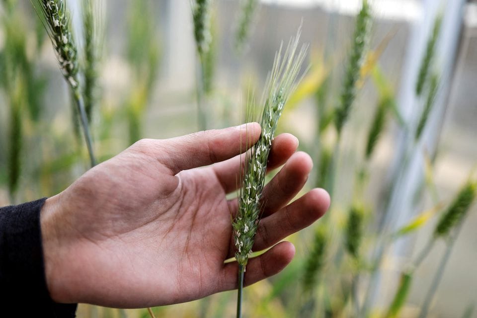 COP27 : Israël exploite l’ADN de cultures sauvages disparues pour améliorer l’approvisionnement alimentaire.