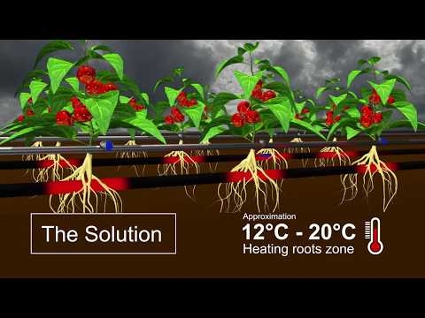 Roots Sustainable Agricultural Technologies se développe en Israël pour la culture du cannabis.