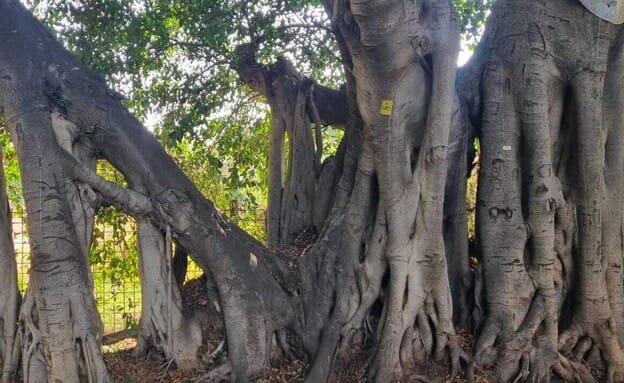 Les ficus du jardin botanique de l’Université de Tel Aviv : un laboratoire à ciel ouvert.