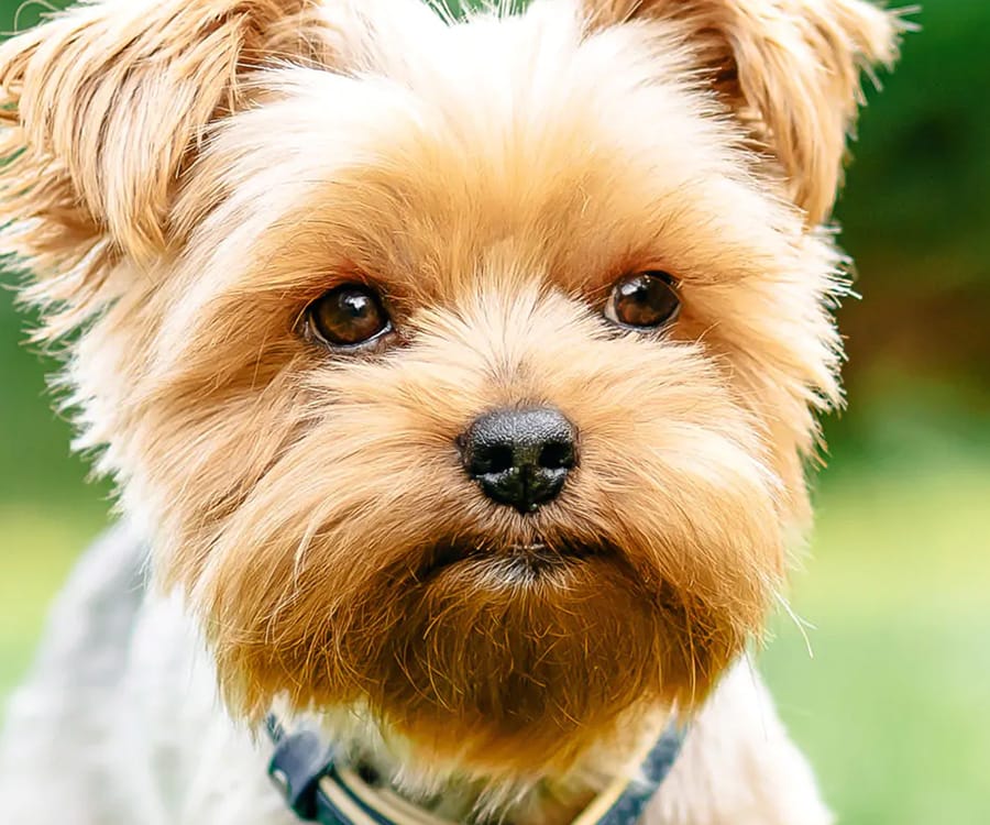 Question à IsraelValley de Tamar (Rennes). Confirmez-vous que Tel-Aviv est une ville de rêve pour les  propriétaires de Chiens?