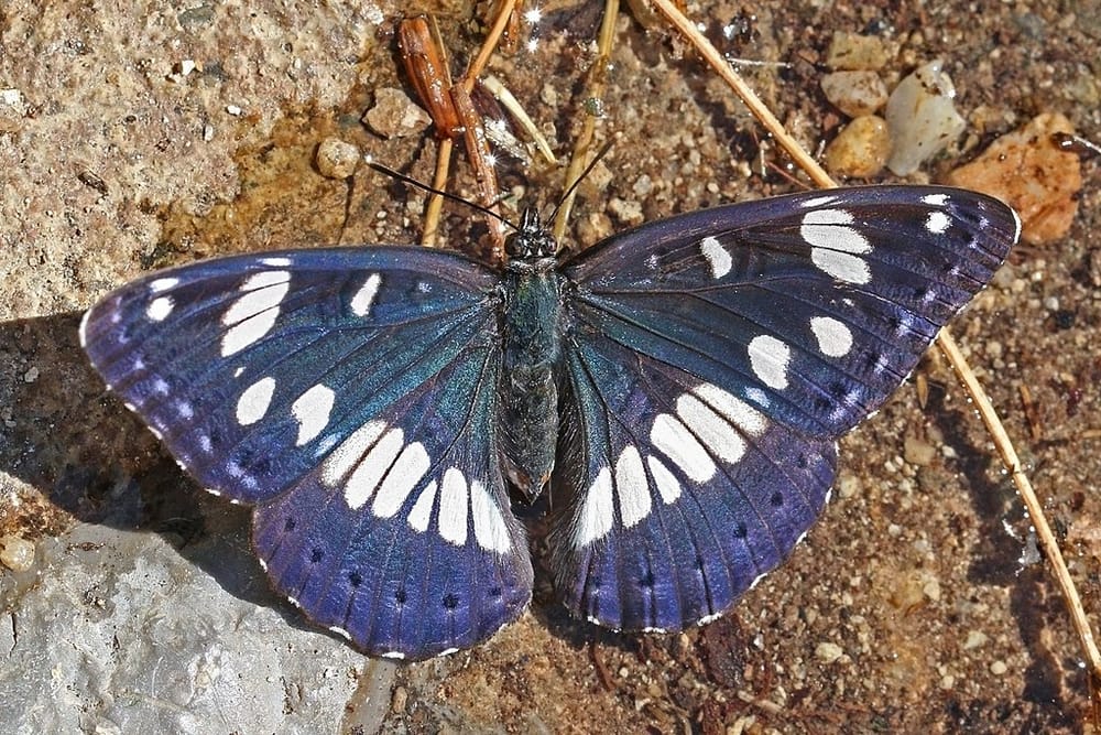 Quel est le papillon national d’Israël? Réponse de la Société pour la Protection de la Nature.