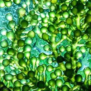 Israël, laboratoire de l’agriculture cellulaire : microalgues et superaliments