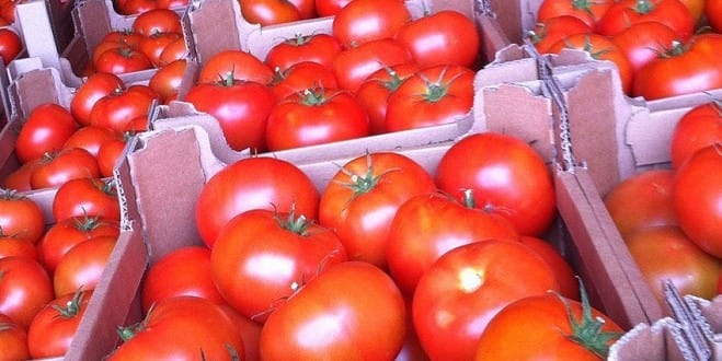 Enfin ! Le Maroc a donné son feu vert à la culture de trois variétés de tomates israéliennes.