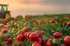 Des scientifiques israéliens s’appuient sur l’I.A pour prédire la qualité des tomates avant la récolte.