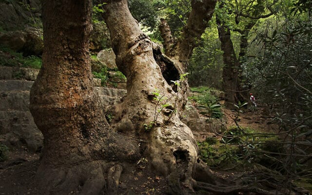 Les arbres sauvages d’Israël se portent relativement bien.