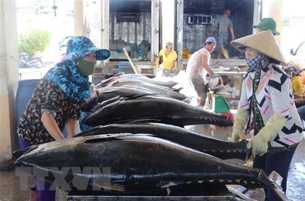 Un record! Le Vietnam exporte du Thon vers le marché israélien.