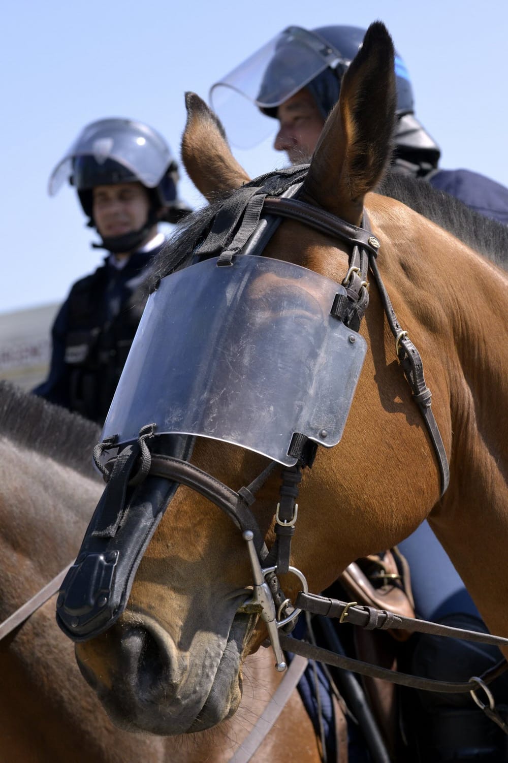 Police montée. Cruauté animale et manifestations en Israël. Des chevaux blessés.