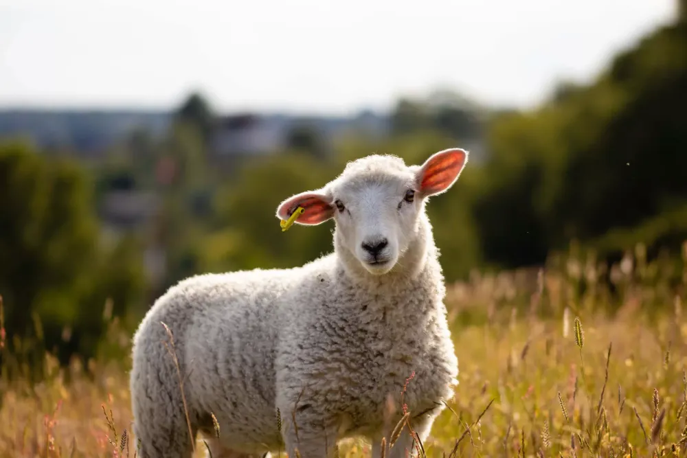 Aïd el-Kébir. L’ambassade d’Israël au Sénégal (Dakar) a distribué des moutons.