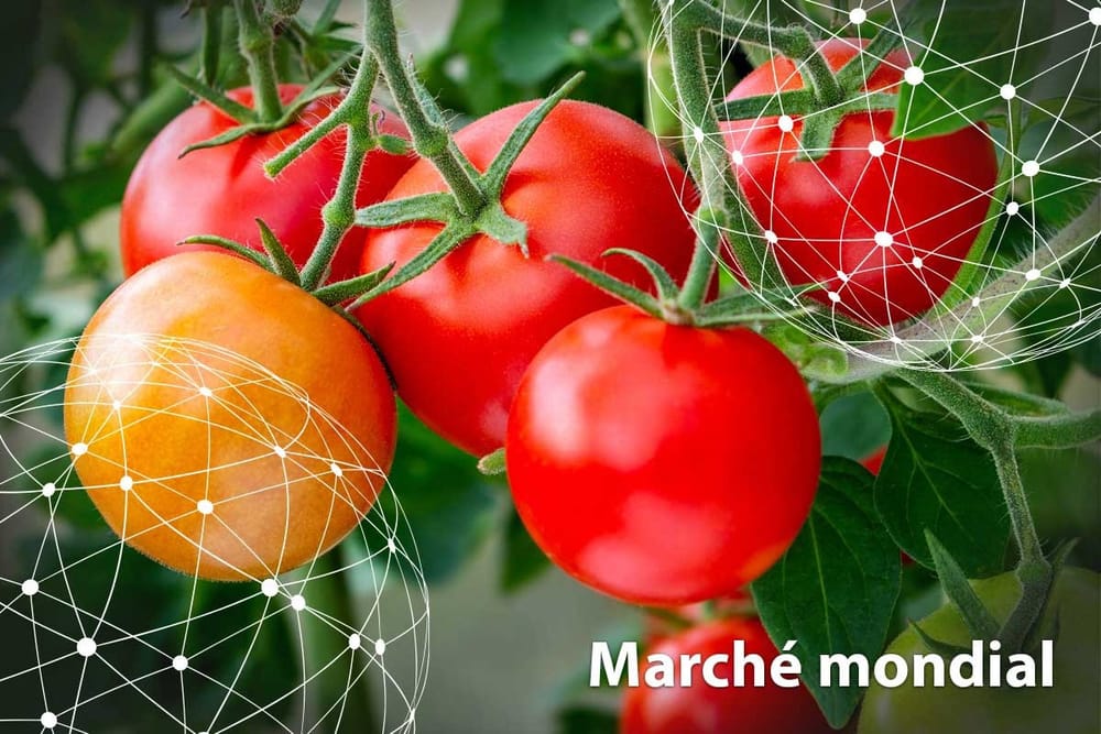Haim Rabinowitch de la faculté d’agriculture de Rehovot à l’origine d’une « révolution rouge ».