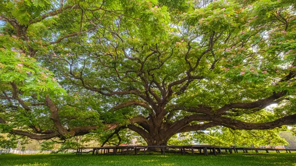 Question au Dr Valley. Peut-on identifier où se trouvent les arbres les plus hauts d’Israël?