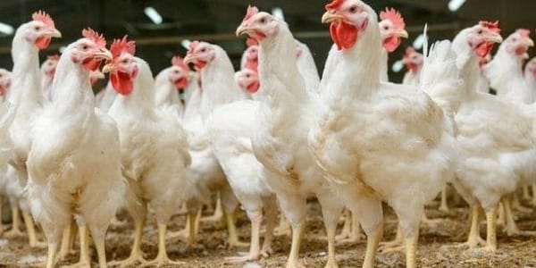 Tourisme sympa en Israël. Vous voulez nourrir le plus gros poulet du monde?