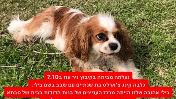 Une histoire qui fait la Une en Israël. Billy, la chienne de Rachel Danzig, disparue de Nir Oz, a été ramenée de Gaza par des soldats de Tsahal.