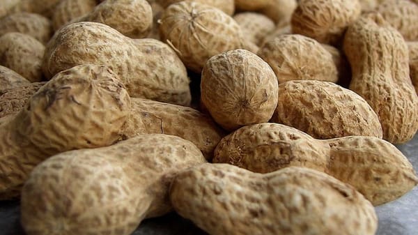 Maladie cœliaque. Ukko (Israël) spécialisée en technologie alimentaire.
