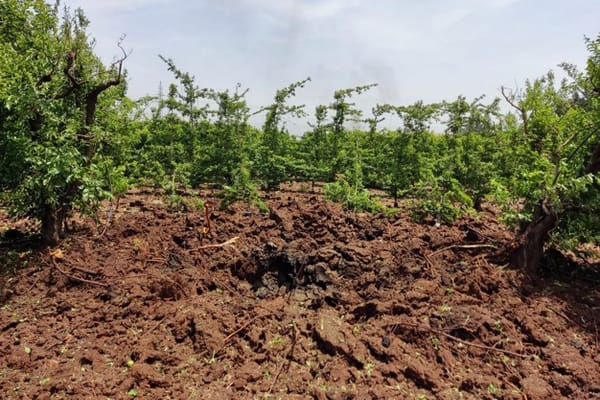 L’industrie des produits frais en Israël continue ses récoltes malgré l’escalade des conditions de guerre.