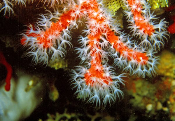 Les coraux qui vivent dans le nord de la mer Rouge risquent de blanchir.
