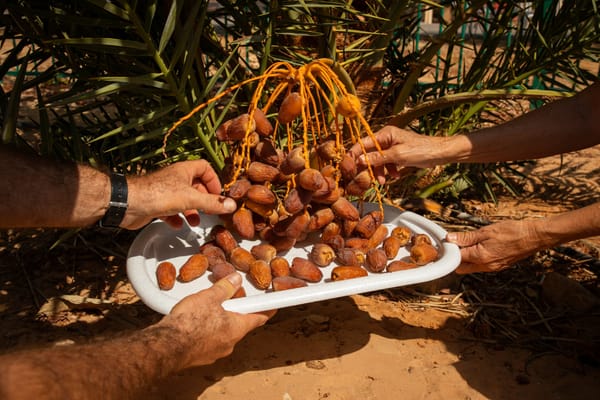 Grâce à la science : le plaisir retrouvé des dates de Judée.