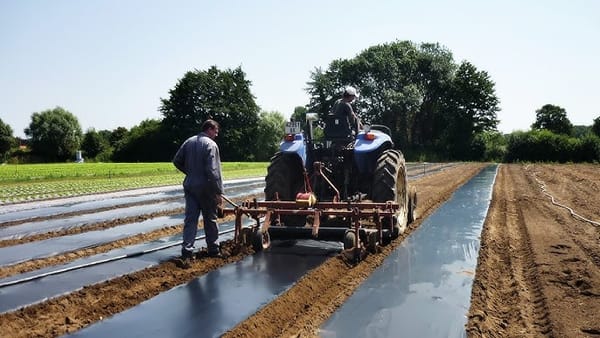 Agriculture : Coopération américano-israélienne pour des films de paillage durables pour réduire les déchets plastiques.