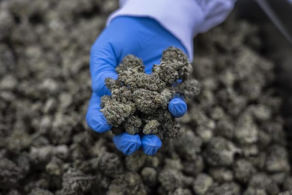 La marijuana « cachère » : un rêve qui va devenir réalité pour des juifs religieux.