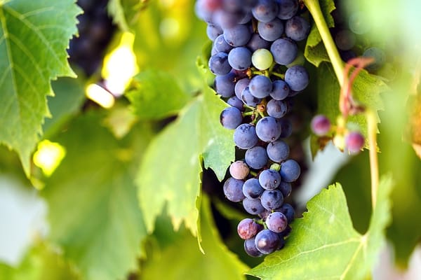 Vignes généreuses, fermes biologiques, paysages à couper le souffle… Bienvenue en Galilée!