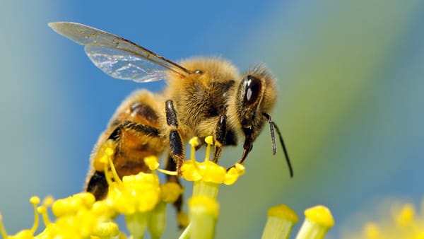 Beewise (Israël) des ruches robotisées intelligentes (BeeHome) pour sauver les abeilles et assurer la sécurité alimentaire mondiale.