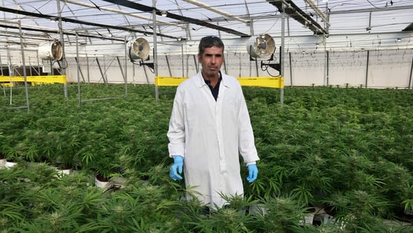 En Israël, une ville du désert veut devenir « la capitale » du cannabis médical