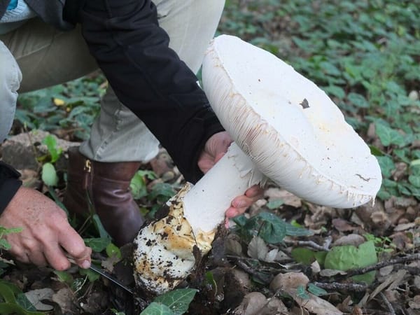 IsraelValley. « La Société pour Champignons sauvages en Israël » existe bien dans le pays!