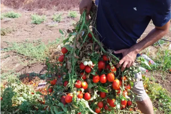 La tomate du futur. La coopération scientifique avec l’Union européenne.