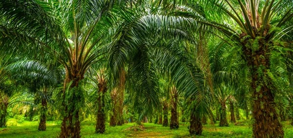 Pénuries d’huiles végétales dans le monde. Israël n’est pas (encore?) touché.
