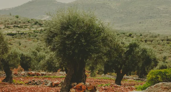 La production d’huile d’olive en Israël menacée par les intempéries et la guerre.