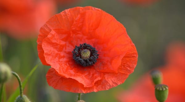 Covid-19, vaccins et tapis de coquelicots. Les israéliens sont incroyables!