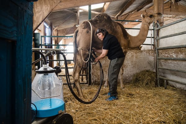 Le lait de chamelle est-il consommé en Israël pour ses vertus médicinales?