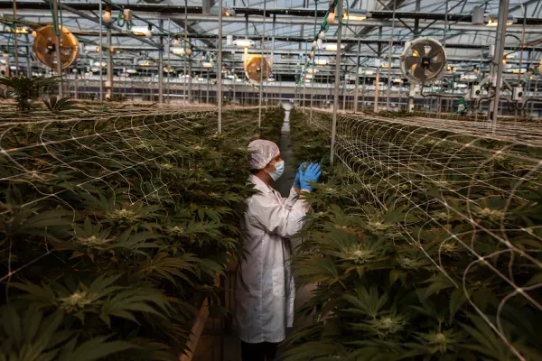 Menacés depuis plusieurs années, les kibboutzim misent sur la marijuana médicale.